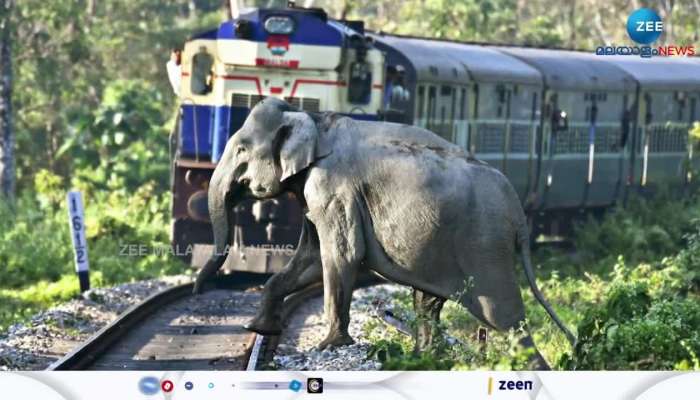 Railway develop tracking system for wild animals