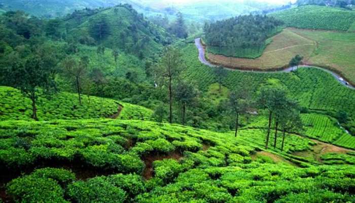 Vagamon: സഞ്ചാരികളുടെ ശ്രദ്ധയ്ക്ക്; വാഗമൺ റോഡിൽ രാത്രി യാത്ര നിരോധിച്ചു