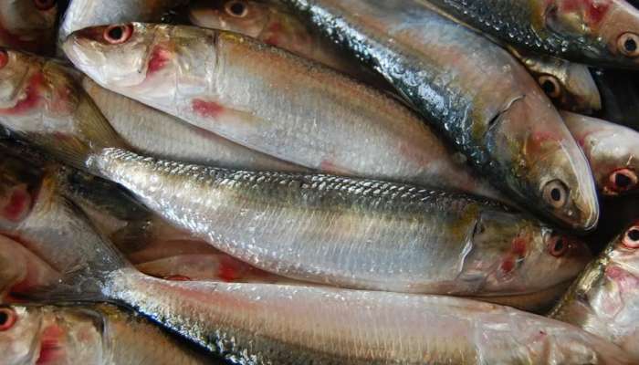 Fish Price In Kerala: സംസ്ഥാനത്ത് മത്സ്യവില കുതിക്കുന്നു; ഒരു കിലോ മത്തിയുടെ വില കേട്ടാൽ ഞെട്ടും! 