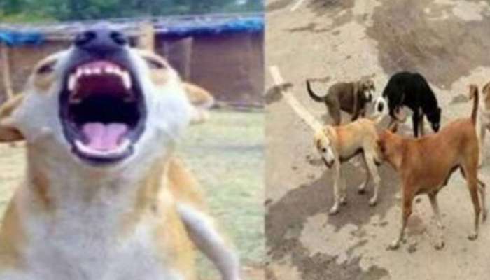 Stray Dog Attack: സ്‌കൂളിൽ നിന്നും ഉച്ചഭക്ഷണം കഴിക്കാൻ പുറത്തിറങ്ങിയ വിദ്യാർത്ഥിക്ക് തെരുവ് നായയുടെ കടിയേറ്റു