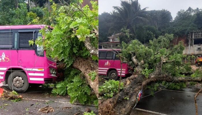 Accident: ഓടുന്ന ബസിന് മുന്‍ഭാഗത്തേക്ക് മരം കടപുഴകി വീണ് അപകടം