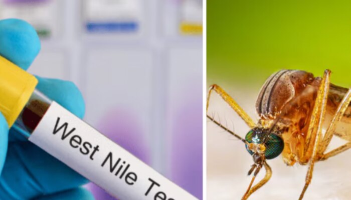 West Nile Fever: ആലപ്പുഴയിൽ വെസ്റ്റ് നൈൽ പനി സ്ഥിരീകരിച്ചു