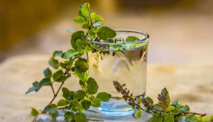 Basil Water: തുളസിയിലയിട്ട വെള്ളം കുടിച്ചുനോക്കൂ... മാറ്റങ്ങൾ നിങ്ങളെ അത്ഭുതപ്പെടുത്തും