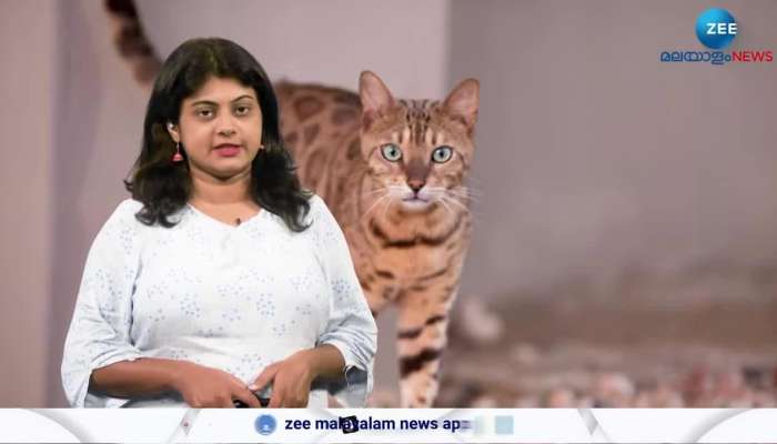 Feral Cat hunting in  new zealand