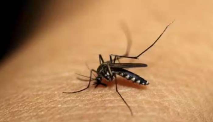 Malaria: മലപ്പുറത്ത് നാല് പേർക്ക് മലമ്പനി; നിലമ്പൂരും പൊന്നാനിയിലും മലമ്പനി സ്ഥിരീകരിച്ചു