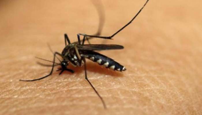 Malaria: മലപ്പുറത്ത് മലമ്പനി പടരുന്നു; പ്രതിരോധ പ്രവർത്തനങ്ങൾ ഊർജ്ജിതം, ഇതര സംസ്ഥാന തൊഴിലാളികൾക്കായി പ്രത്യേക പരിശോധന