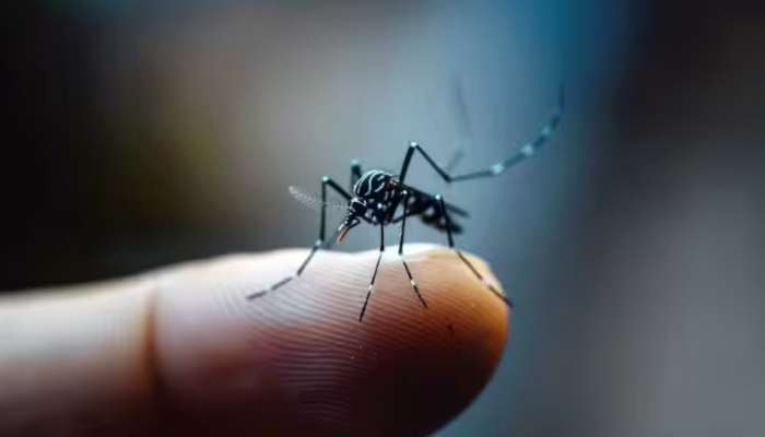 Dengue Fever: ഡെങ്കിപ്പനി ബാധിച്ചാൽ പ്ലേറ്റ്ലറ്റ് കുറയുന്നത് എന്തുകൊണ്ട്? കൗണ്ട് എങ്ങനെ വർധിപ്പിക്കാം?