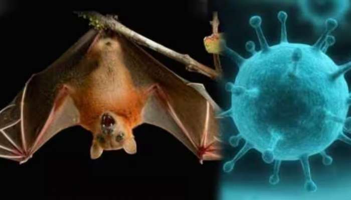 Nipah Virus: കോഴിക്കോട് ചികിത്സയിലുള്ള കുട്ടിക്ക് നിപ; പൂനെ വൈറോളജി ലാബിലെ പരിശോധനാ ഫലവും പോസിറ്റീവ്