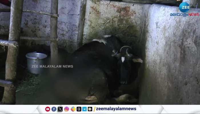 Tiger attack on domestic animals again in Munnar