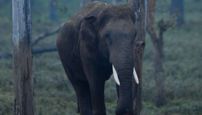 Wild Elephant attack: ഇടുക്കിയിൽ കാട്ടാന ആക്രമണം; ഒരാൾ മരിച്ചു