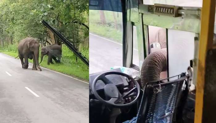 Shocking Video: ബസിന് നേർക്ക് പാഞ്ഞടുത്ത് കാട്ടാന, തുമ്പിക്കൈ സ്റ്റിയറിങ്ങിൽ; തലനാരിഴയ്ക്ക് രക്ഷപ്പെട്ട് യാത്രക്കാർ- വീഡിയോ