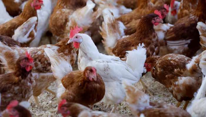 Chicken price: സംസ്ഥാനത്ത് കുത്തനെ ഇടിഞ്ഞ് കോഴി വില; കാരണം ഇതാണ്