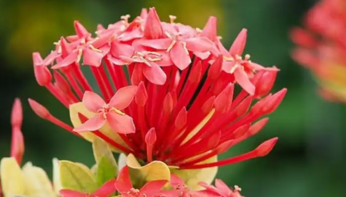 Benefits of Ixora Flowers: ഇത്തിരി കുഞ്ഞൻ പൂവിന് ​ഗുണങ്ങളേറെ; ചെത്തിയുടെ ഈ ​ഗുണങ്ങൾ അറിയാതെ പോകരുത്