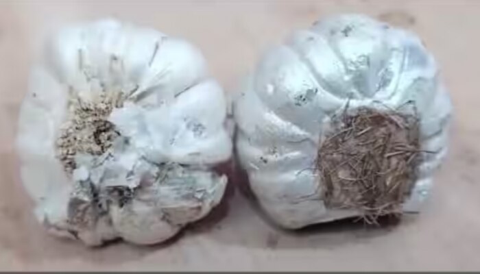 Fake Garlic: സ്വർണമാണെങ്കിൽ ഉരച്ച് നോക്കാം.....വെളുത്തുള്ളി ആണെങ്കിലോ? വിപണിയിലെ വ്യാജനെ അറിയാൻ ചില വിദ്യകൾ