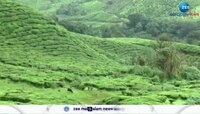 The laborers who were in front of the Munnar Tiger escaped with their heads down