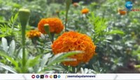 Bathery Lions Club is preparing a flower cultivation in Wayanad during Onam