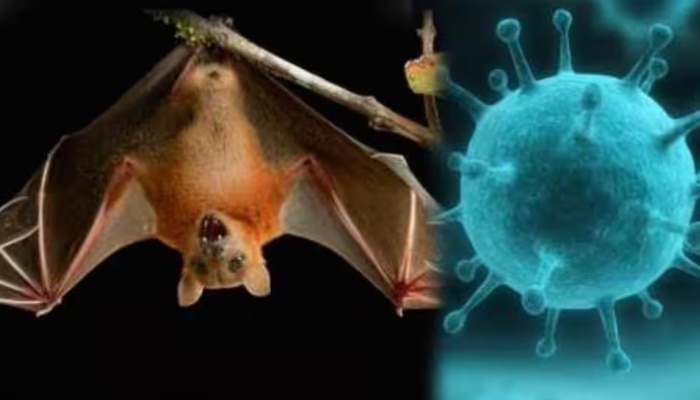 Nipah: മാസ്ക് നിർബന്ധം; മലപ്പുറം ജില്ലയിൽ കർശന നിയന്ത്രണങ്ങൾ