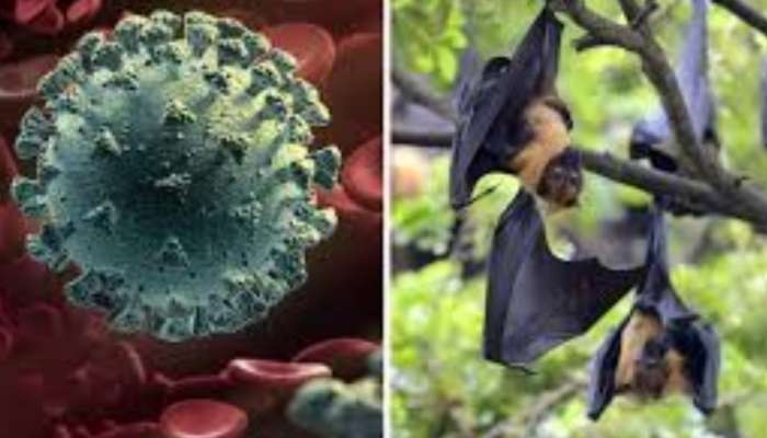 Nipah Virus: സംസ്ഥാനത്ത് നിപ രോ​ഗബാധ; കേന്ദ്രസംഘം വീണ്ടും എത്തും, പഴം തീനി വവ്വാലുകളെ നിരീക്ഷിക്കും