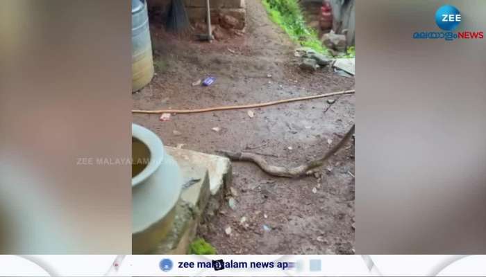 Indian Cobra viral video