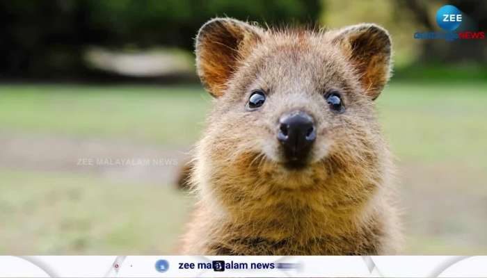 Meet the adorable quokka knwon as the happiest animal on earth