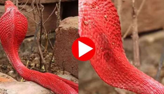 Red Cobra Viral Video: ചുവന്ന കോബ്രയെ കണ്ടിട്ടുണ്ടോ? വീഡിയോ വൈറൽ!