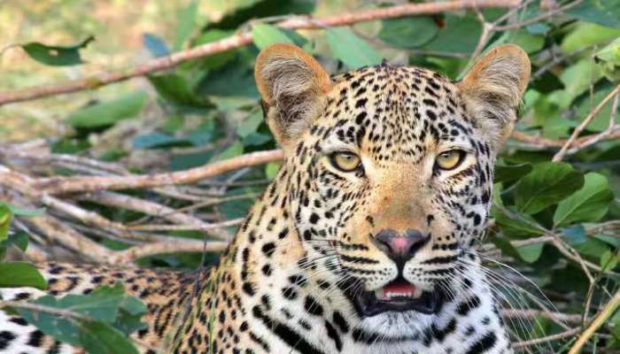 Leopard in Kannur: കണ്ണൂരിൽ ജനവാസ മേഖലയിൽ പുലി; പന്നിക്ക് വേണ്ടി വെച്ച  കെണിയിൽ കുടുങ്ങി