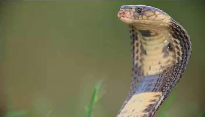 Snake: കഴുത്തിൽ തണുപ്പ് തോന്നി; നോക്കിയപ്പോൾ മൂർഖൻ പാമ്പ്; 51കാരൻ രക്ഷപ്പെട്ടത് തലനാരിഴക്ക് 