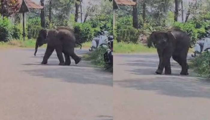 Baby Elephant in Wayanad: വയനാട് ജനവാസ മേഖലയിൽ കൂട്ടം തെറ്റിയെത്തി കുട്ടിയാന; ആർആർടി സംഘം പിടികൂടി