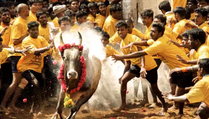 Jallikkattu: ജല്ലിക്കെട്ടിനിടെ കാളയുടെ കുത്തേറ്റ് ഒരാൾ മരിച്ചു; 75 പേർക്ക് പരിക്ക്