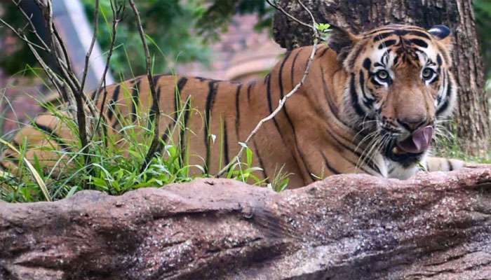 Tiger Trapped In Wayanad: പുൽപ്പള്ളി അമരക്കുനിയിൽ ഭീതി പരത്തിയ കടുവ കൂട്ടിലായി