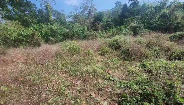 Leopard Found: പത്തനാപുരത്ത് ജനവാസ മേഖലയിൽ പുലി ഇറങ്ങി; വള‍‍ർത്തുനായയെ ആക്രമിച്ചു, പുലിക്കായി തിരച്ചിൽ