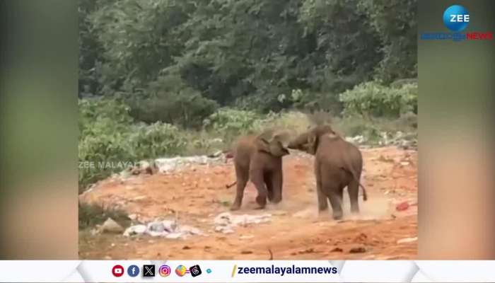 Wild elephants clashing with each other in Idukki Munnar
