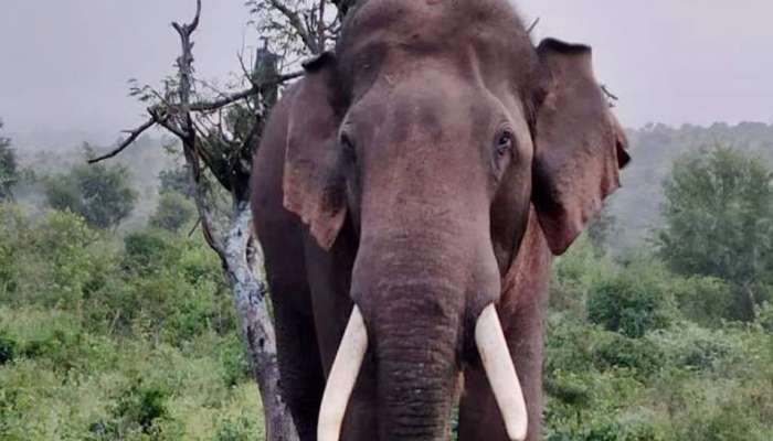 Wild Elephant Attack: വാളയാറിൽ കാട്ടാന ആക്രമണം; കർഷകന് പരിക്ക്