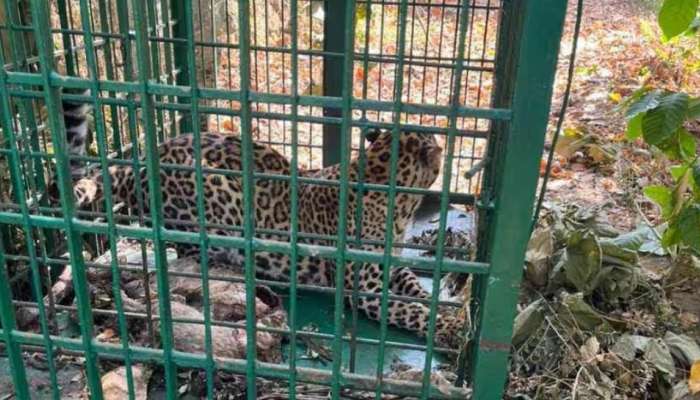 Leopard Kozhikode: കോഴിക്കോട് കൂടരഞ്ഞിയില്‍ പുലി വനംവകുപ്പിന്റെ കൂട്ടില്‍ കുടുങ്ങി