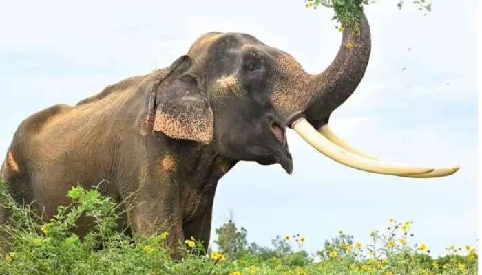 Wild Elephant Attack: പാലക്കാട് കാട്ടാന ആക്രമണം; യുവാവിനെ കുത്തി കൊമ്പിൽ കോര്‍ത്തെറിഞ്ഞു