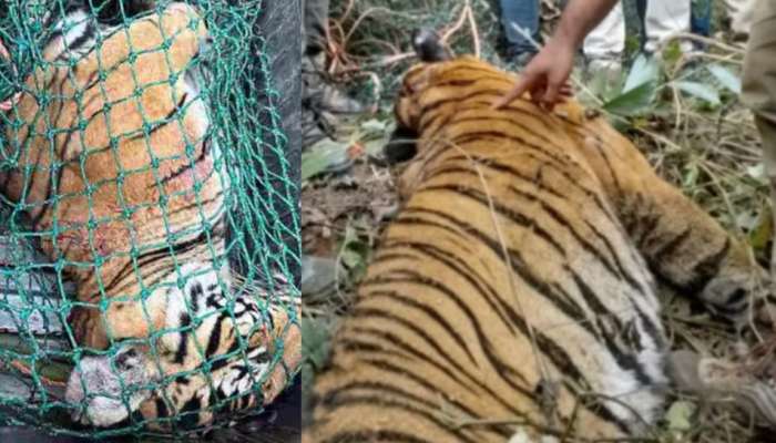 Mananthavady Tiger Attack: സ്ത്രീയെ കൊന്ന് തല ഭക്ഷിച്ചു.... വനപാലകനെ പുറകിൽ നിന്ന് അടിച്ചുവീഴ്ത്തി; നരഭോജി കടുവ ചത്തത് പടക്കംപൊട്ടിച്ച്‌ ആഘോഷിച്ച് നാട്ടുകാർ