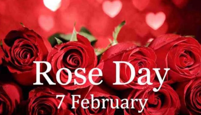 Happy Rose Day 2025: 'നിന്നോടുള്ള എന്റെ പ്രണയം ഈ റോസാപ്പൂ പോലെ മനോഹരമാണ്'; ഈ റോസ് ഡേയിൽ പ്രിയപ്പെട്ടവർക്ക് ആശംസകൾ നേരാം....