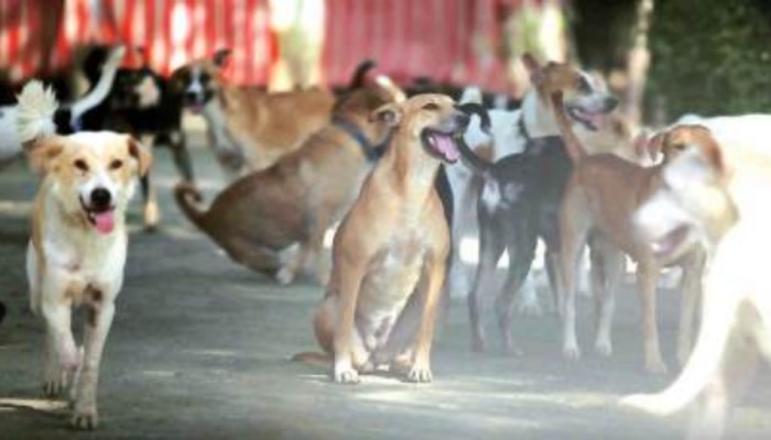 Rabies Death: തെരുവുനായ ആക്രമണം വീട്ടിൽ പറ‍ഞ്ഞില്ല; പേവിഷ ബാധയേറ്റ് ചികിത്സയിലിരുന്ന 11 വയസുകാരൻ മരണത്തിന് കീഴടങ്ങി