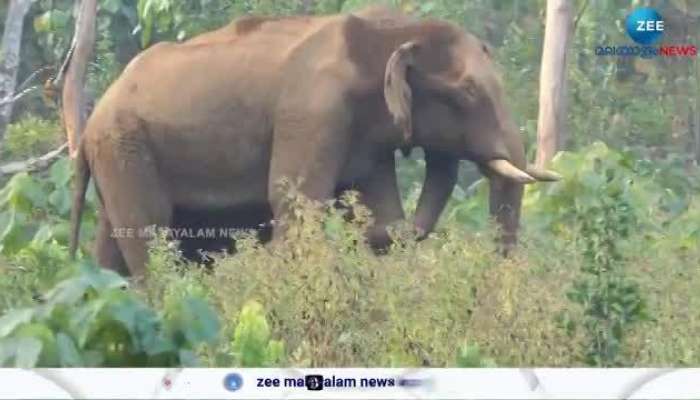 Athirappilly elephant was brought to Kodanad for treatment