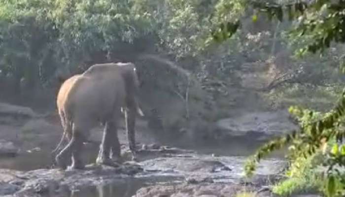 Athirappally Elephant Rescue:'ആനയുടെ തലയിലെ മുറിവ് ഒരു അടിയോളം ആഴത്തിലുള്ളത്'; ആന മയങ്ങി വീണത് ഗുണം ചെയ്തെന്ന് ഡോക്ടർ 