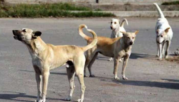 Stray Dog Attack: അഞ്ചു വയസുകാരന്‍ ഉൾപ്പെടെ 5 പേരെ തെരുവുനായ ആക്രമിച്ചു; ഒരാൾക്ക് മുഖത്തും പരിക്ക്