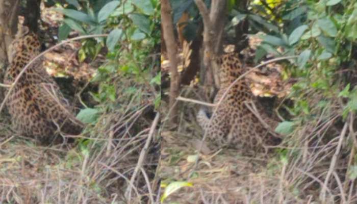 Leopard trapped: കെണിവച്ചത് പന്നിക്ക് കുടുങ്ങിയത് പുലി; പുലിയെ മയക്കുവെടിവച്ചു