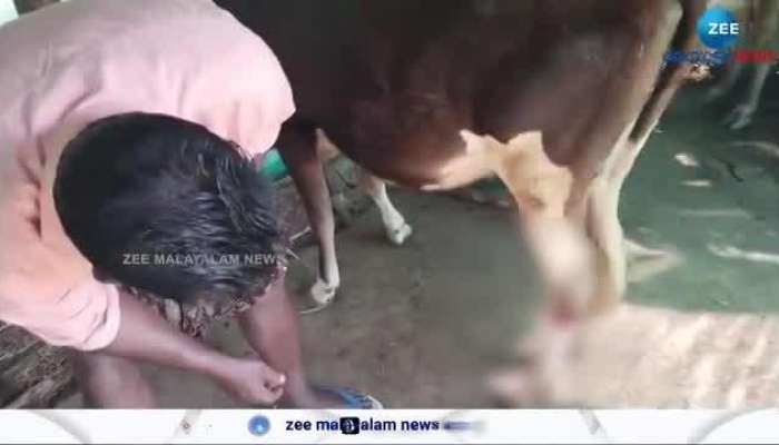 Tiger Attack In Idukki