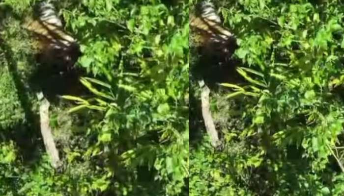 Idukki Tiger Attack: ഇടുക്കിയിൽ കടുവ വളർത്തുമൃഗങ്ങളെ കൊന്നു; വനംവകുപ്പ് സംഘം സ്ഥലത്തെത്തി, മയക്കുവെടിവയ്ക്കാൻ നീക്കം