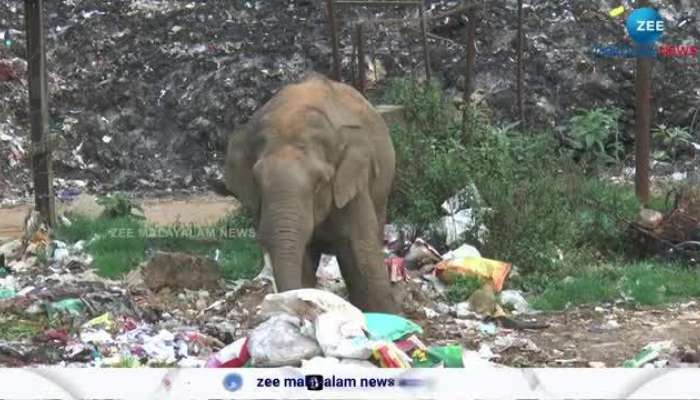 Forest department fails to provide treatment to injured elephant found in Munnar