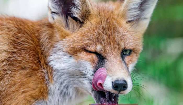 Arrest: കുറുനരിയെ കൊന്നുകറിവെച്ചു; മുൻ കാപ്പ കേസ് പ്രതി അറസ്റ്റിൽ