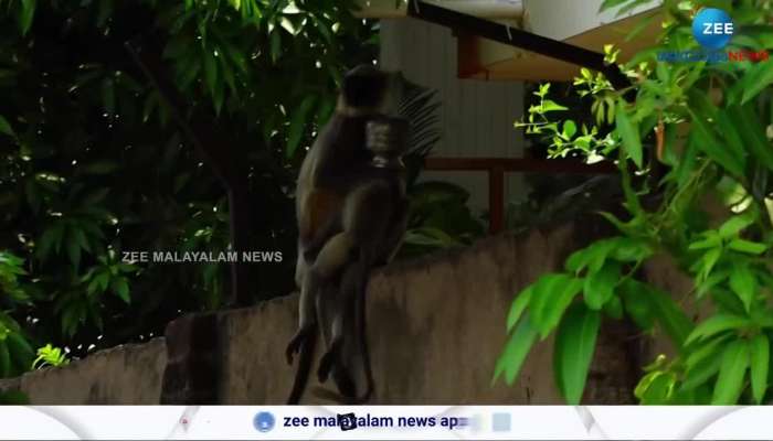 Monkey whos head was trapped in a pot died