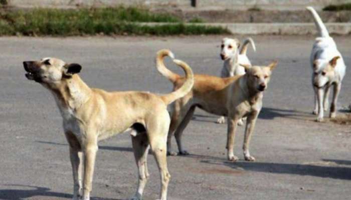 Stray Dog: തെരുവുനായയുടെ കടിയേറ്റ അഞ്ചര വയസുകാരിക്ക് പ്രതിരോധ വാക്സിൻ എടുത്ത ശേഷവും പേവിഷബാധ; കുട്ടിയുടെ ആരോഗ്യനില ഗുരുതരം