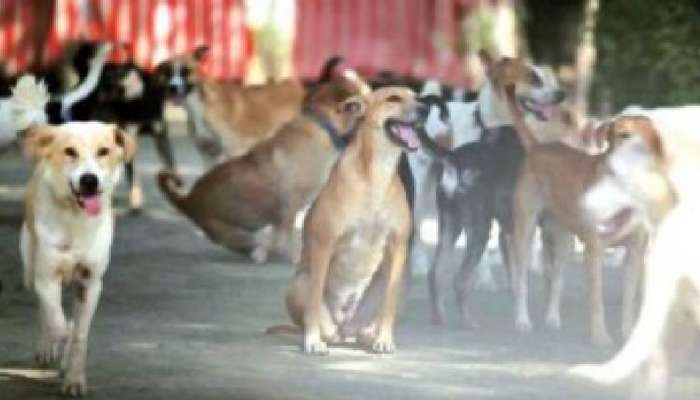 Rabies Confirmed: വാക്സിൻ എടുത്ത ശേഷവും പേവിഷബാധ; പത്തനംതിട്ടയില്‍ 13കാരി മരിച്ചത് പേവിഷബാധയേറ്റെന്ന് സ്ഥിരീകരിച്ചു