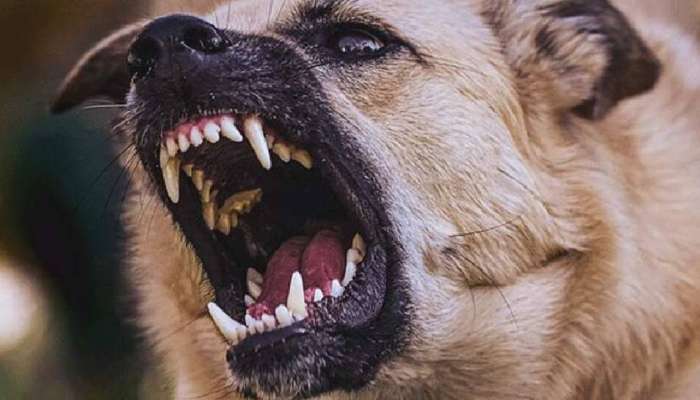 Stray Dog attack: തെരുവുനായ ആക്രമണം; കൊല്ലത്ത് പതിനൊന്നു പേർക്ക് പരിക്ക്